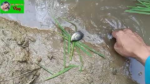 Hướng Dẫn Cách Cắm Câu Cò...!