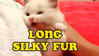 Long silky fur Ragdoll cat - TO INCREASE by TO INCREASE 163 views 1 year ago 5 minutes, 47 seconds