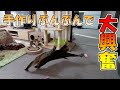 猫に手作りおもちゃのブンブンを作ってあげたら大興奮して遊ぶのでおススメなんよな件