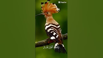 سورة النمل//🤍 #اكسبلور #القرآن_الكريم #المصحف