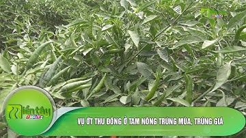 Vụ ớt Thu đông ớt Tam Nông trúng mùa, trúng giá