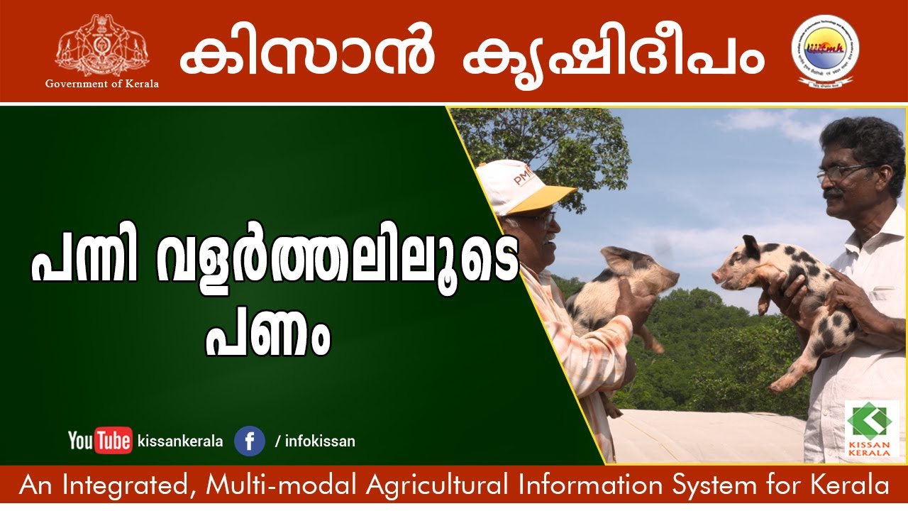 The wonder of pig farming.. A success story of pravasi malayali Sri. Thomas
