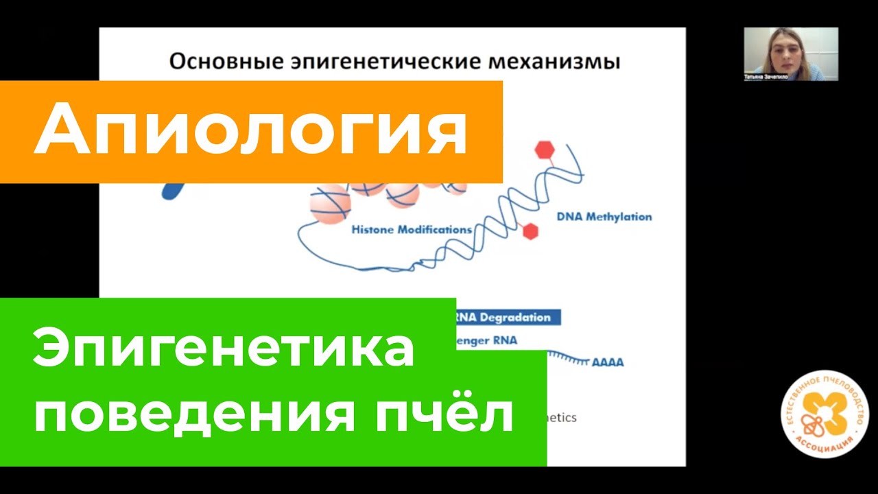 Эпигенетика поведения пчёл - YouTube