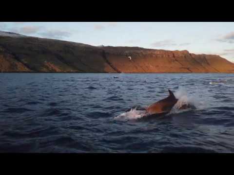 Video: Bottlenose-delfin Vedtar Hvalkalv