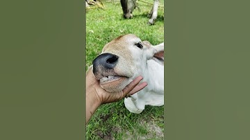 Cute #cow baby! #shorts #cowvideos #cowshortvideo #cutecowbaby #cowsounds #viralshortcow #cowcowcow