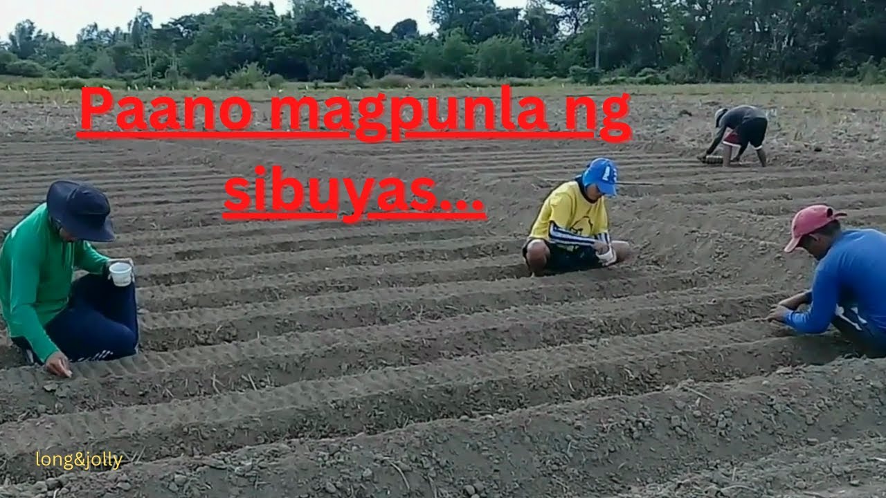 Paano magpunla ng sibuyas