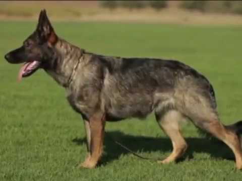 ლევან ზაუტაშვილი - გერმანული ნაგაზი (German Shepherd)