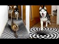 Husky et chats croirontils  une illusion doptique compilation des meilleurs moments