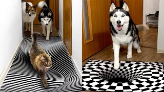Поверят ли собаки хаски и кошки в оптическую иллюзию? Компиляция лучших моментов