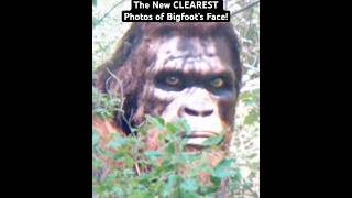 Shockingly CLEAR Photos of Bigfoot’s Face! #shorts #bigfoot