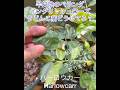 【半日陰のベランダ イングリッシュローズ栽培 うどんこ病対策どうしてる？】david austin roses in balcony garden