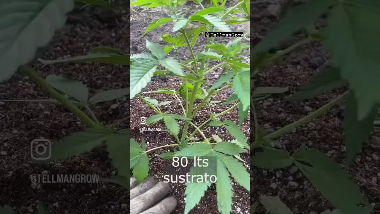 Trasplante a suelo (Fotoperiódicas feminizadas)