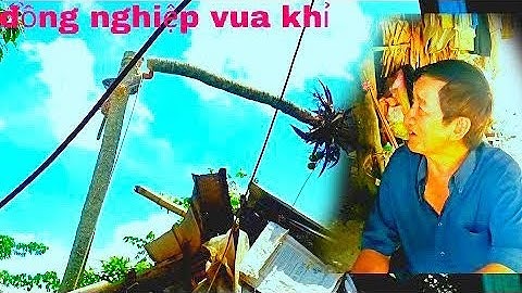 Đồng NGHIỆP VUA KHỈ cưa CÂY DỪA 55 năm mà nằm trên máy ton đã mục như thế nào nhé
