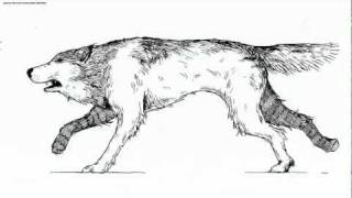 Wolf Run Cycle Animation (Inked and High Deffed)