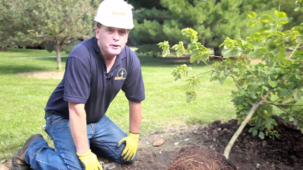 Tree Planting Tips - YouTube