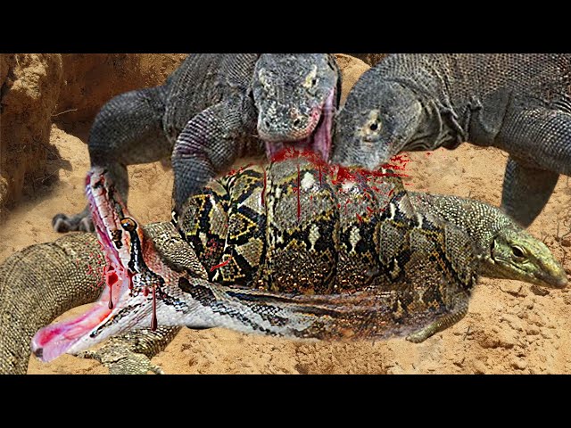 Komodo vs Python Survival Battle - Komodo Dragon Cruelly Eat Python To Revenge Their Comrades class=