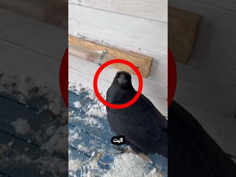 دليل ان الغراب من أذكى حيوانات العالم
