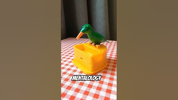 Toothpick Parrot Box | #foryou #reels #instagram #pakistan #video #dubai #foodie #love #baby #shorts