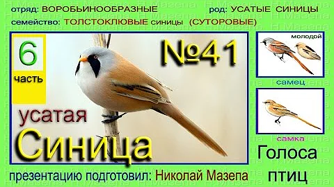 Синица усатая толстоклювая БОРОДАТКА. Голоса птиц
