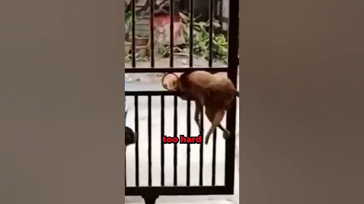 Smart Dog 🧠 vs Dumb Dog ❌