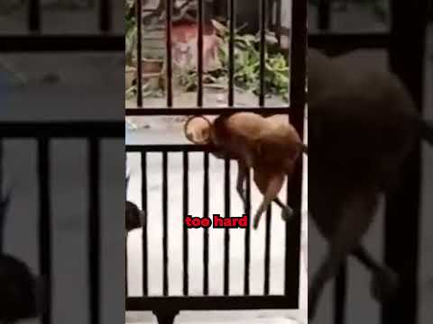 Smart Dog 🧠