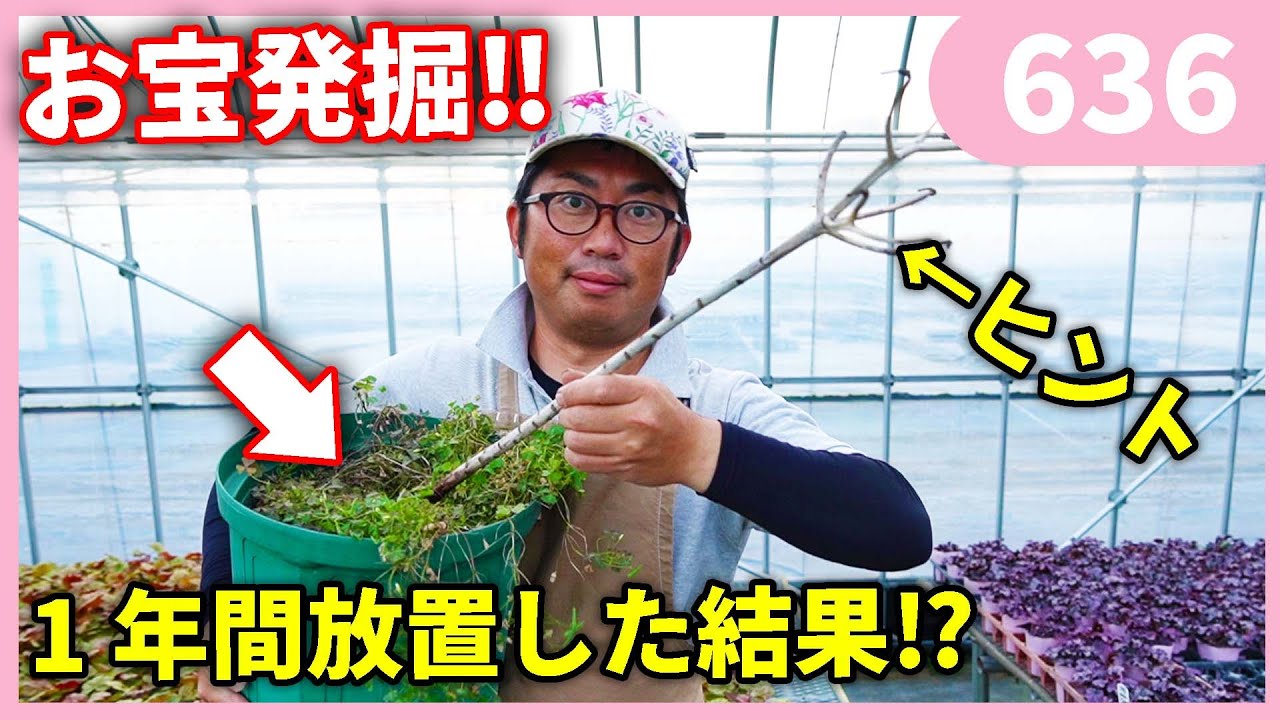 去年のユリの球根の現在 by園芸チャンネル 636 園芸