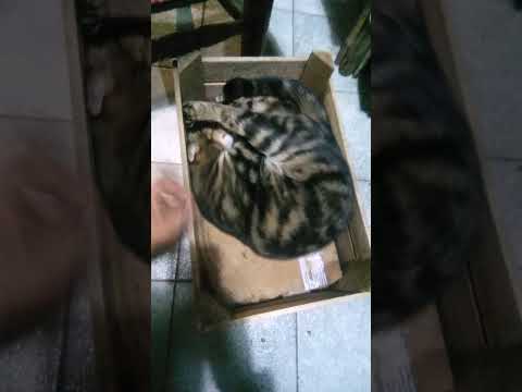Pequeña gatita de Argentina
