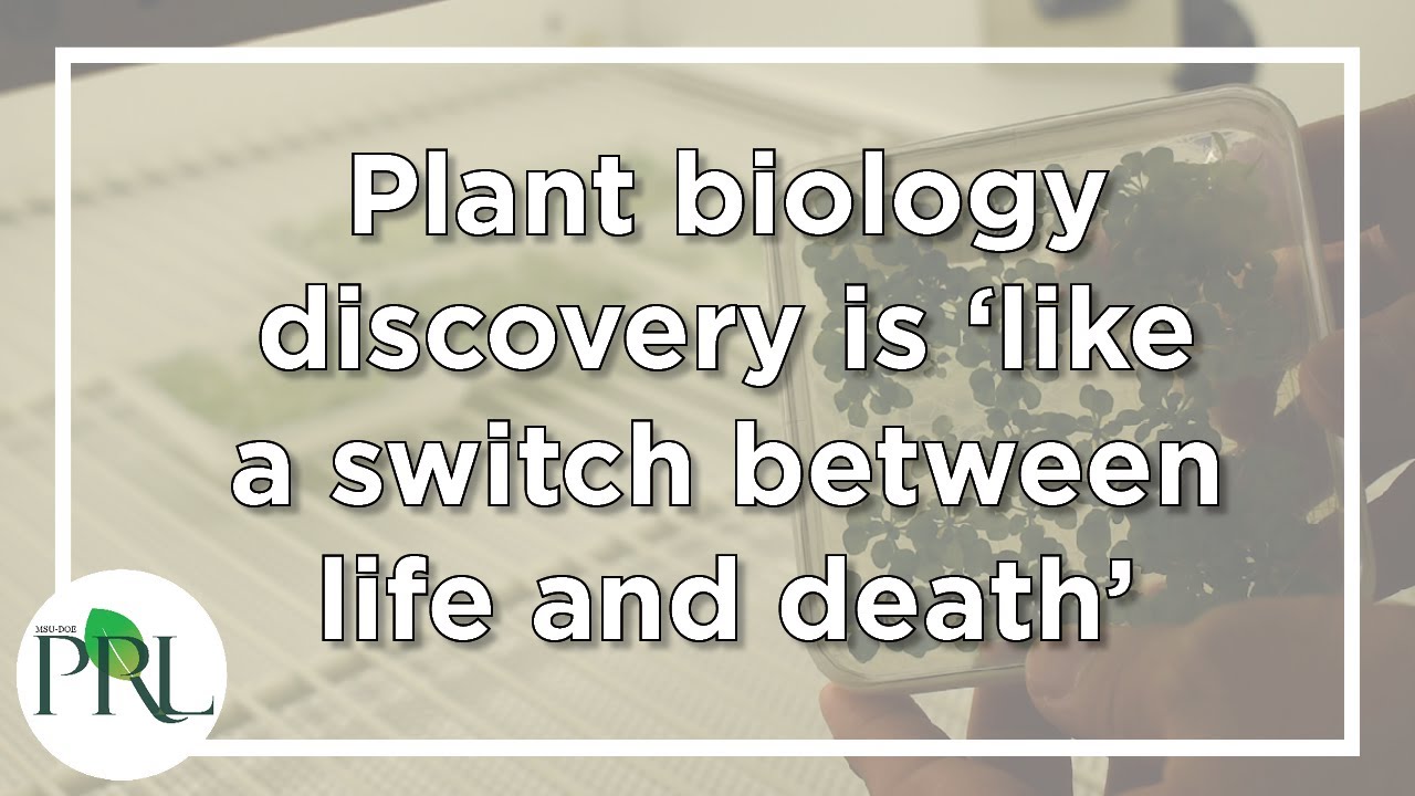 Brandizzi lab: Plant biology discovery is ‘like a switch between life and death’