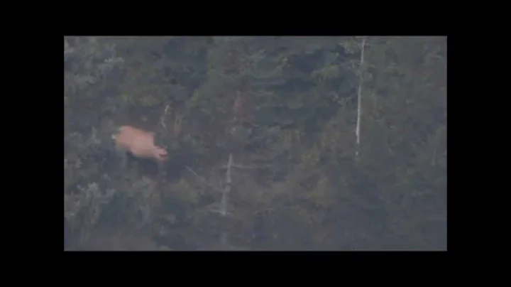 Big Bull Elk Manti Utah in the rut 2015