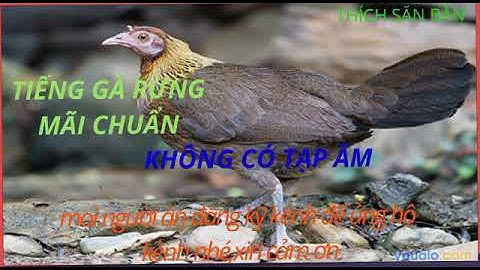 Tiếng gà rừng mãi mồi không có tạp âm-thích săn bắn