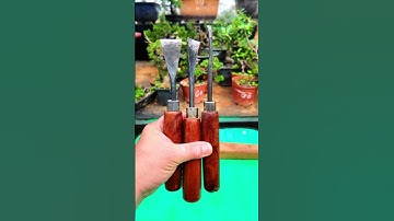Bộ đục làm cây cảnh bonsai #bonsaishop