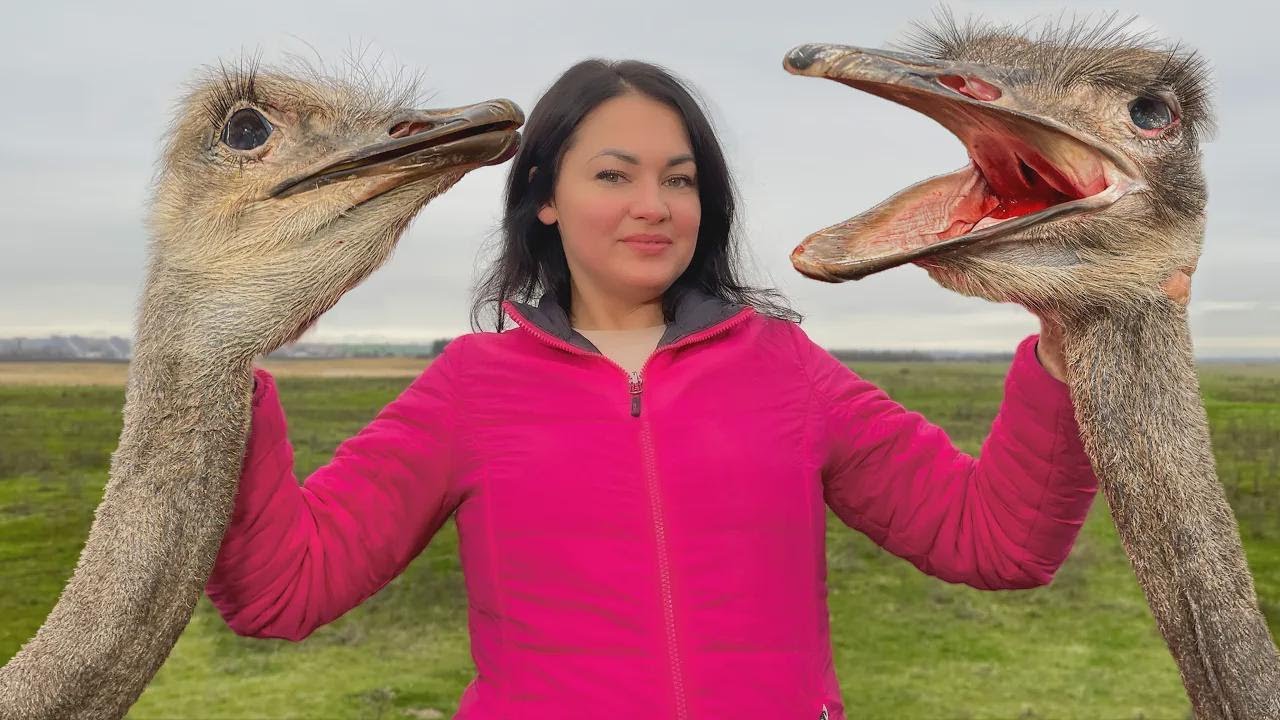 Szyja strusia pieczona w piekarniku! Z twardego mięsa do miękkiego raju