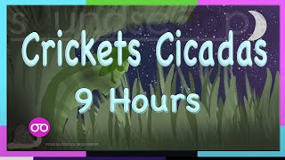 Crickets Cicadas 9 hours