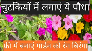 How to grow 4 o'clock plant by seeds /mirabilis jalapa complete care 