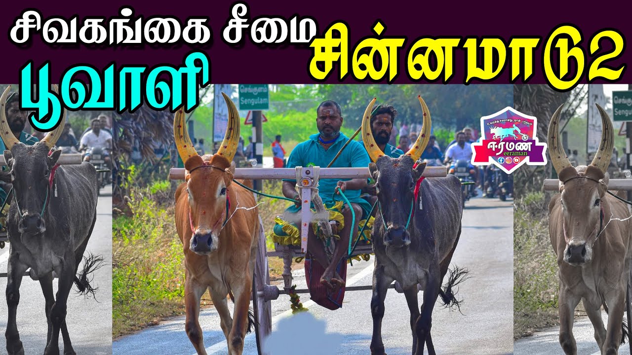 சிவகங்கை மாவட்டம் | பூவாளி | சின்னமாடு 2 | பந்தயம்