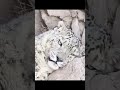 Snow leopard spotted sleeping in NW China&#39;s Gansu