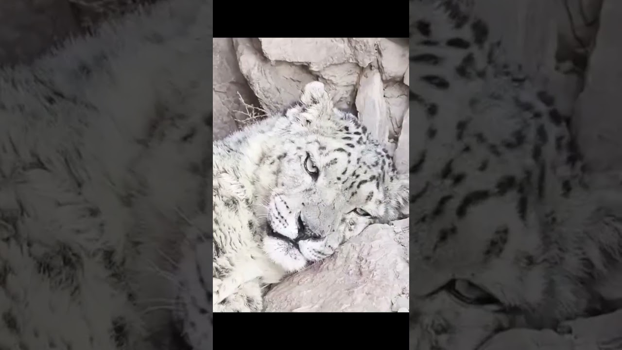 Snow leopard spotted sleeping in NW China's Gansu
