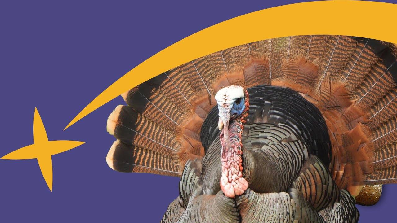 Epiphany in a Minute: Let’s Talk Turkey!
