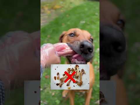 Видео: Нохойн шүдийг яаж ирлэх вэ?