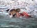 Lone wolf in jasper feeding on elk in athabasca river