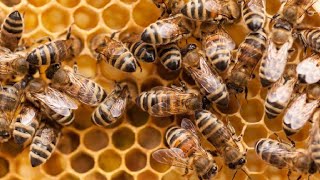 طريقة استخراج خلية النحل في منطقة جبلية تدنغي ونطرات