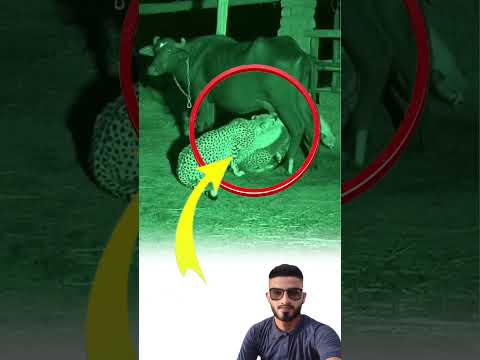 حتى أشرس المخلوقات قد تنحني أمام الجوع والرحمة لايك متابعه ترند 