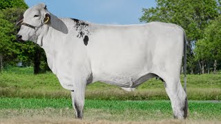 Lote 31 - 13° Leilão Virtual JAVA Pecuária - Dia 10/05 às 18:00 - 📍Monte Alegre de Minas