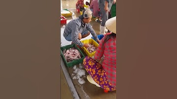 cảnh lựa cá tại cảng cá Tắc Cậu