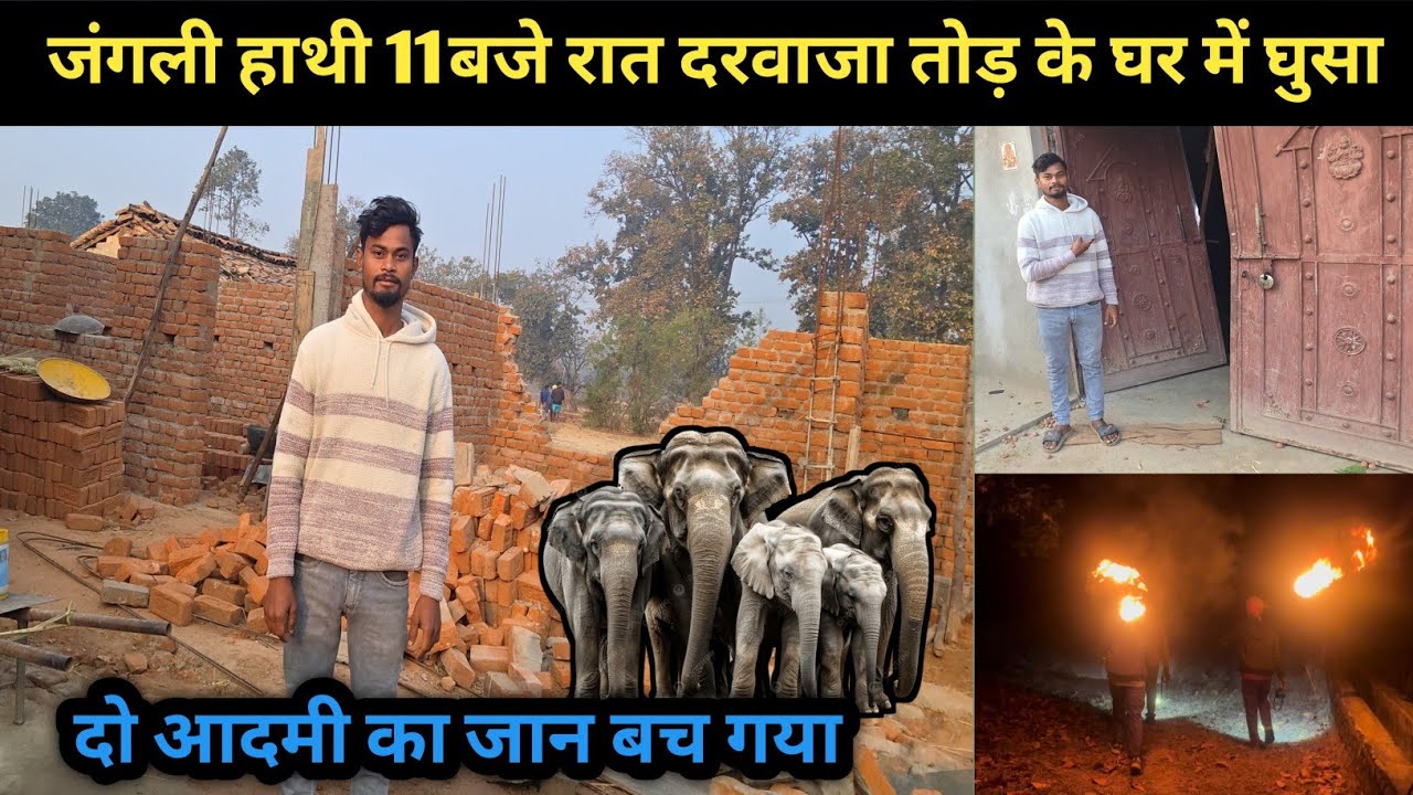 जंगली हाथी 11 बजे रात दरवाजा तोड़ के घर में घुसा 😭 दो आदमी का जान बच गया #hathi 