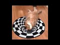 Super Funny Cat &amp; Dog Videos 18