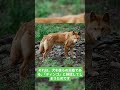 30秒解説：なぜカンガルーは犬にヘッドロックをきめるのか？ #shorts