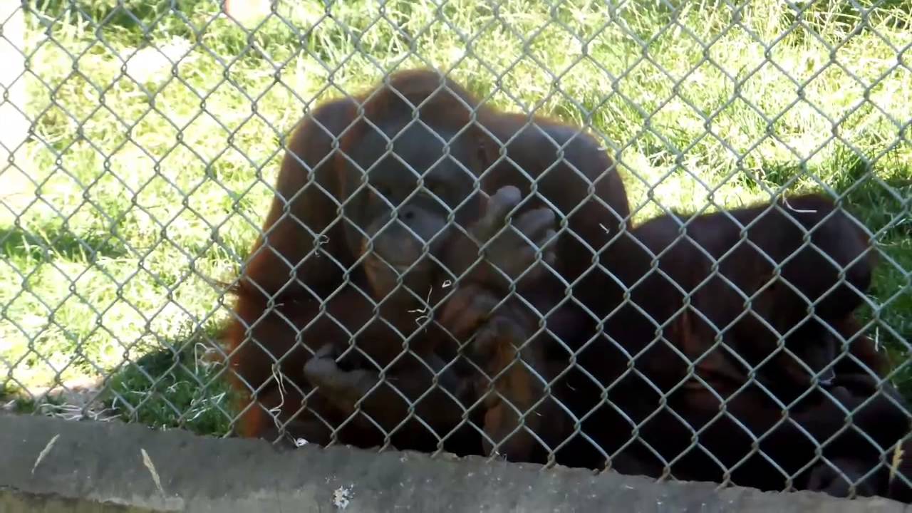 Monkey World Dorset YouTube