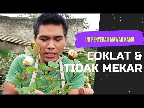 Video: Kalah Mati Tidak Mekar: Sebab Tidak Mekar Pada Mawar Kalah Mati