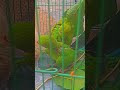 love birds and pigeon #punjabi #pigeon #trending #kabootar #ytshorts #ytviral #sundh_dihat_shorts